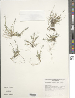 Muhlenbergia ligularis image