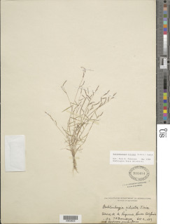 Image of Muhlenbergia ciliata