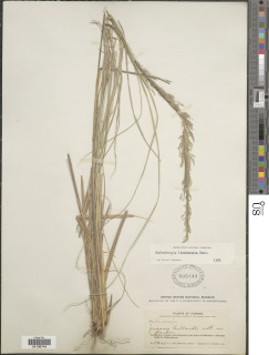 Muhlenbergia lehmanniana image