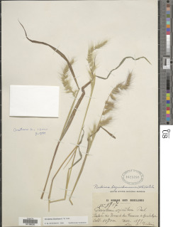 Image of Muhlenbergia diandra