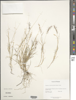 Image of Muhlenbergia cenchroides