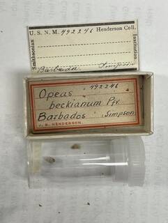Image of Opeas beckianum
