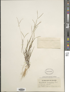 Digitaria longiflora image