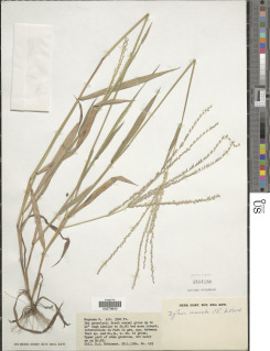Image of Digitaria angolensis