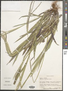 Digitaria angolensis image