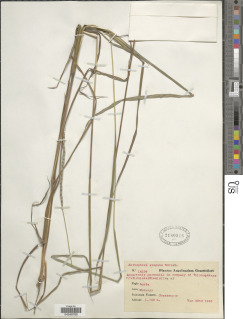 Anthephora cristata image