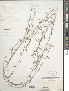 Trichanthecium parvifolium image