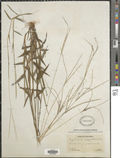 Image of Digitaria argyrograpta