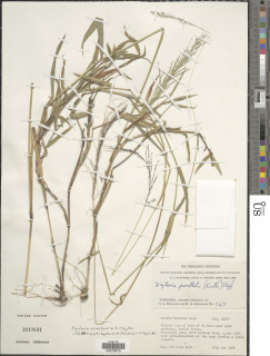 Image of Digitaria arushae