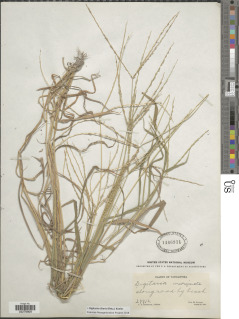 Image of Digitaria ciliaris
