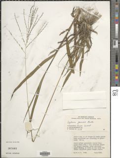 Image of Digitaria gazensis