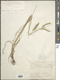 Sacciolepis cymbiandra image