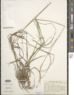 Anthephora ampullacea image
