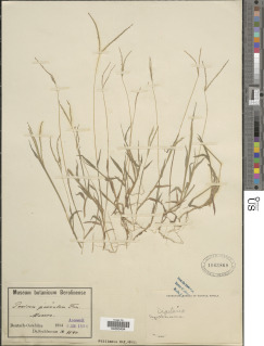 Image of Digitaria longiflora