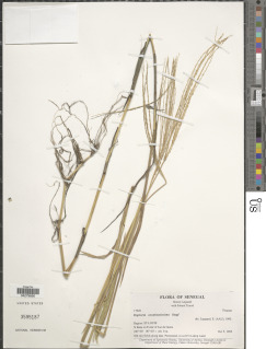 Image of Digitaria acuminatissima