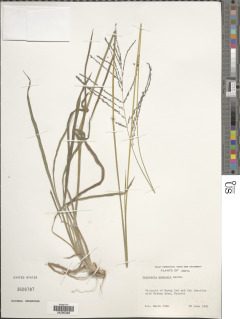 Digitaria gazensis image