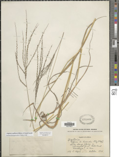 Image of Digitaria argillacea