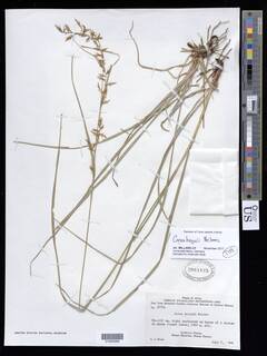 Image of Carex brassii