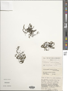 Crepidomanes melanotrichum image