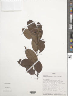 Image of Syzygium staudtii