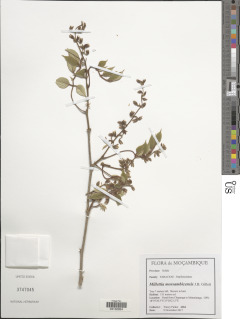 Image of Millettia mossambicensis
