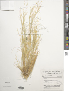 Image of Stipagrostis acutiflora