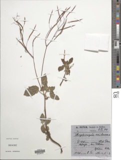 Image of Streptocarpus caulescens