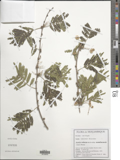 Acacia robusta subsp. usambarensis image