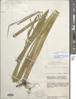 Carex echinochloe image