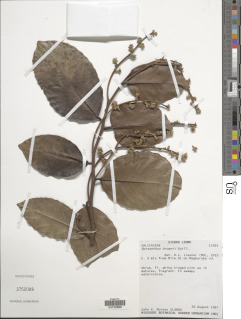 Byrsanthus brownii image