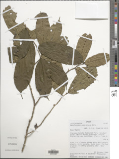 Image of Napoleonaea angolensis