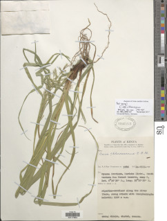 Carex chlorosaccus image