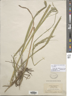 Image of Carex chlorosaccus