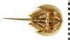 EO 405567 Horseshoe Crab Limulus polyphemus 001