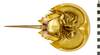 EO 405567 Horseshoe Crab Limulus polyphemus 002