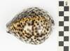 EO 405606 Tiger Cowrie Cypraea tigris 001