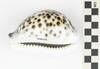 EO 405606 Tiger Cowrie Cypraea tigris 002