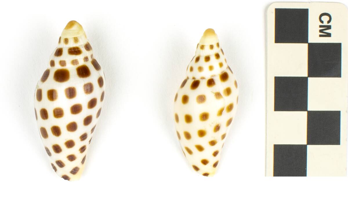 EO 036538 Juno's Volute Scaphella junonia 001