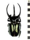 EO 404918 Atlas Beetle Chalcosoma atlas 001