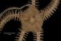 Ophiacantha antarctica image