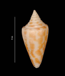 Conus floridanus image