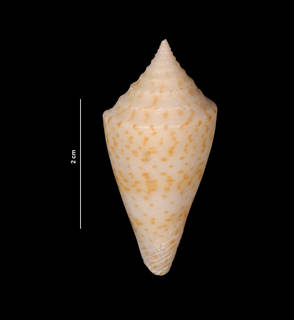 Conus delessertii image