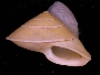 Image of Geophorus siquijorensis
