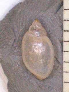 Image of Physella venustula