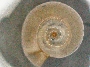 Physella gyrina image
