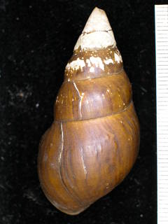 Image of Pachychilus dalli
