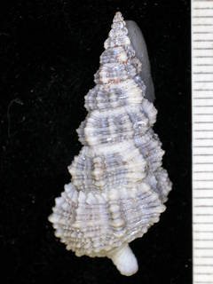 Cerithium dialeucum image