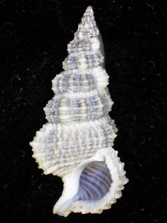 Cerithium dialeucum image