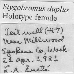 Image of Stygobromus duplus