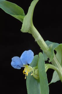 Commelina foliacea subsp. amplexicaulis image